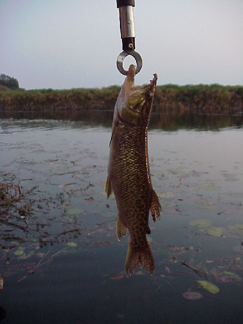 鳡脂鲤 African Pike