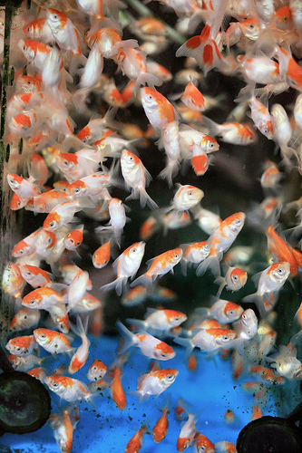 金鱼 Goldfish