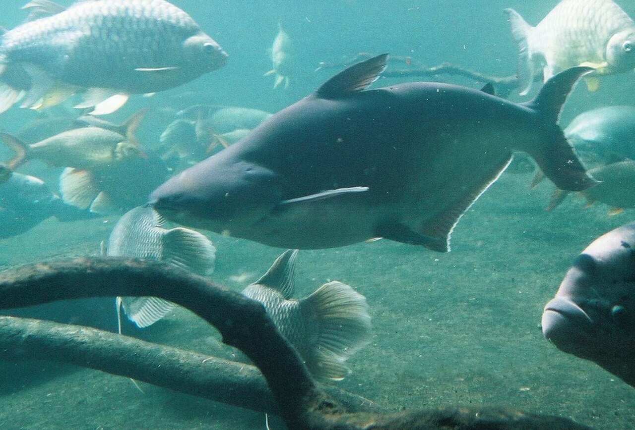 Iridescent Shark