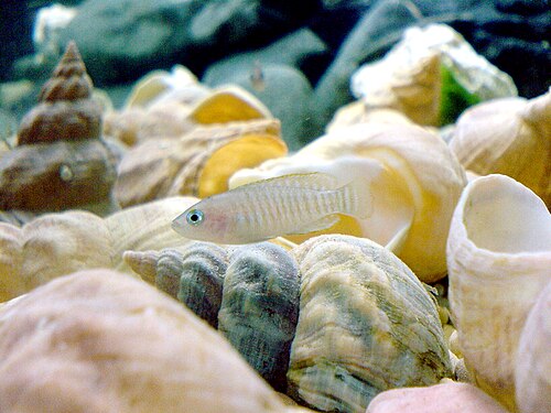 多带新亮丽鲷 Neolamprologus Multifasciatus