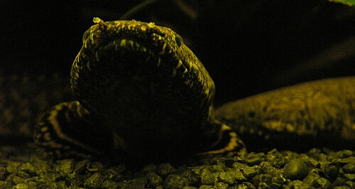 Ornate Bichir