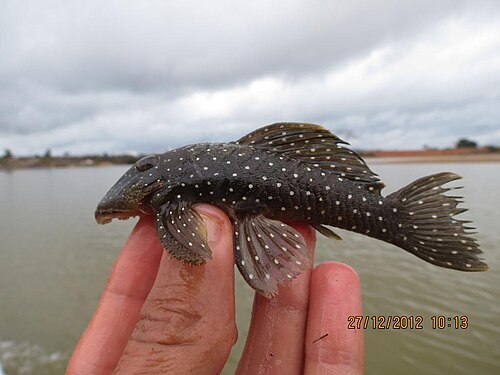 Peppermint Pleco