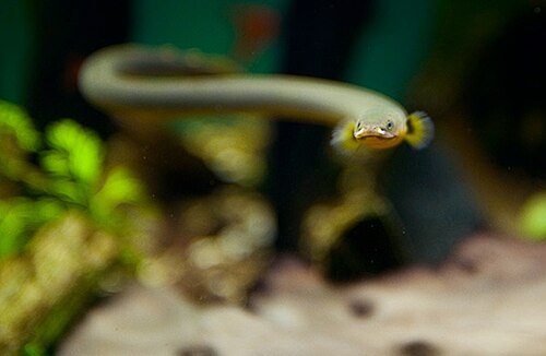 芦鳗 Ropefish