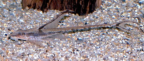 巴拿马鲟身鲶 Royal Farlowella Catfish