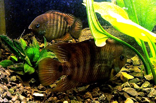 Sajica Cichlid