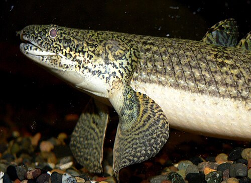 魏氏多鳍鱼 Weeksi Bichir