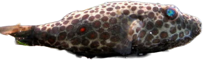 Abei Puffer