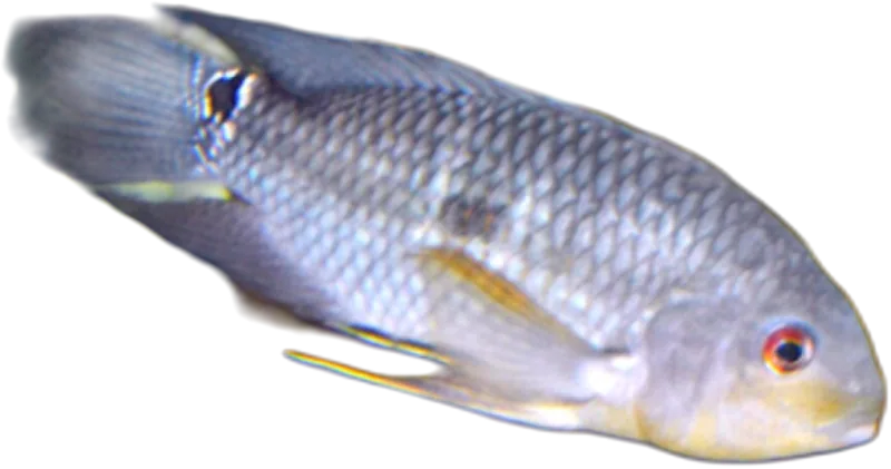 Aequidens diadema