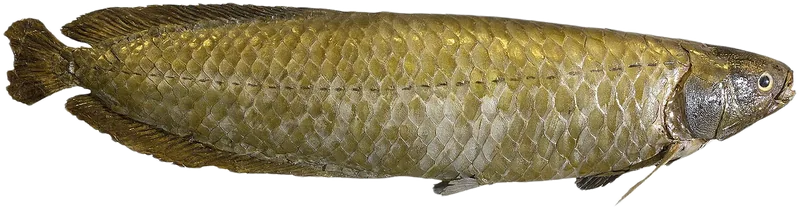 尼罗异耳骨舌鱼 African Arowana