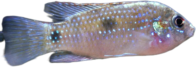 托氏变色丽鱼 African Butterfly Cichlid