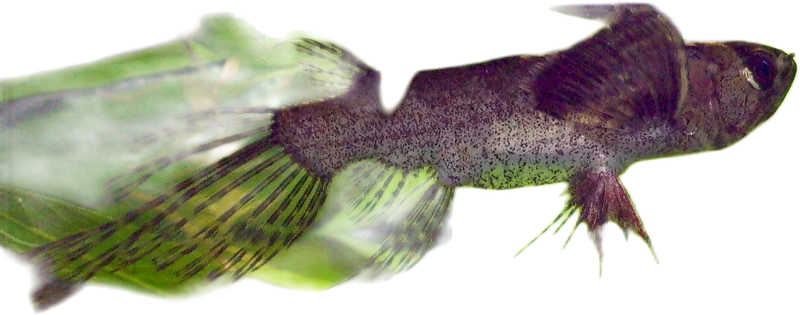 齿蝶鱼 African Butterfly Fish