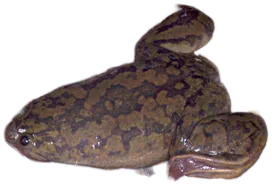 非洲爪蟾 African Clawed Frog