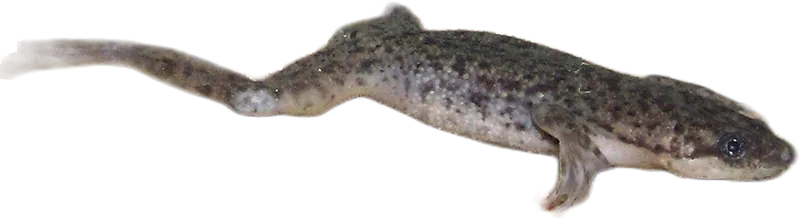 African Dwarf Frog