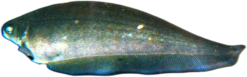 光背鱼 African Knifefish