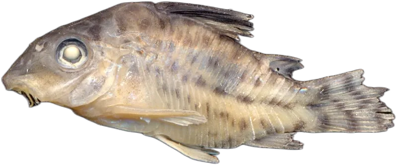 Agassiz Cory