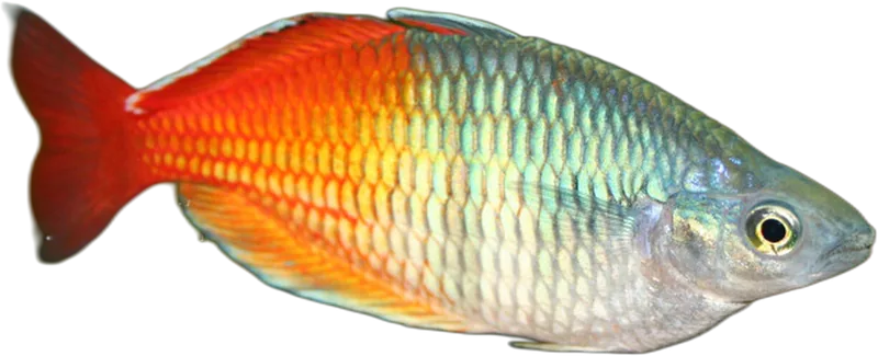 Ajamaru Rainbowfish