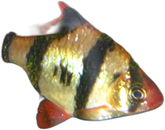 四带无须魮 Albino Tiger Barb