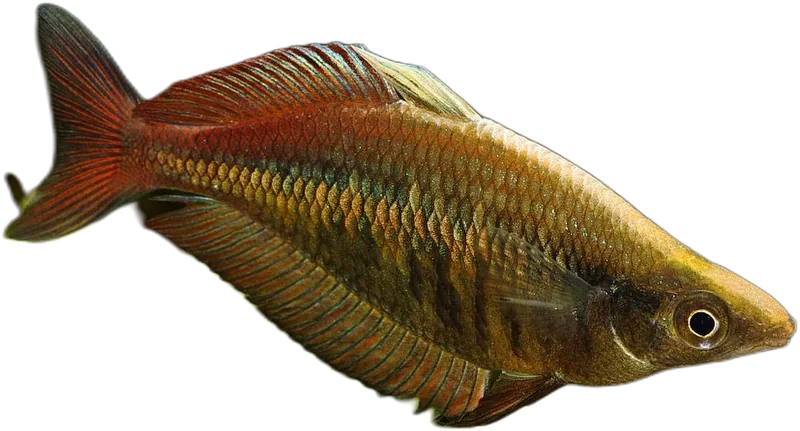 Allens Rainbowfish