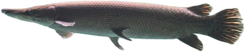 Alligator Gar