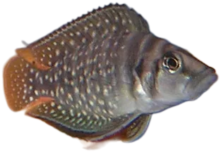 光头高身亮丽鱼 Altolamprologus Calvus