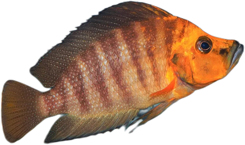 侧扁高身亮丽鱼 Altolamprologus Compressiceps