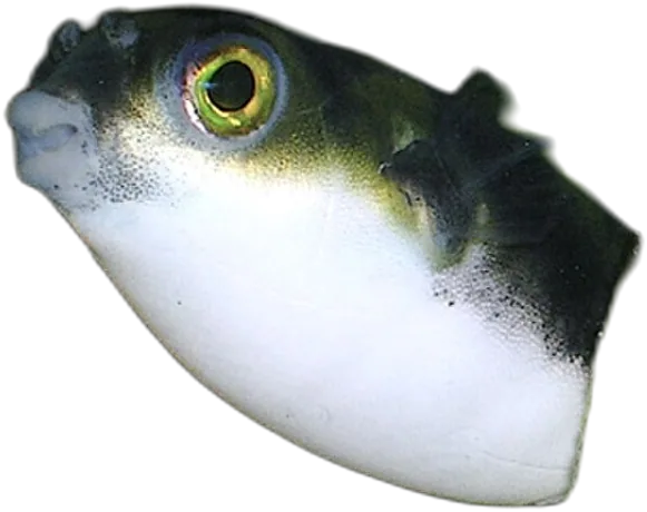 Amazon Puffer
