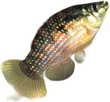乔氏鳉 American Flagfish