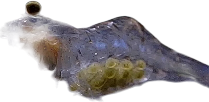 American Grass Shrimp