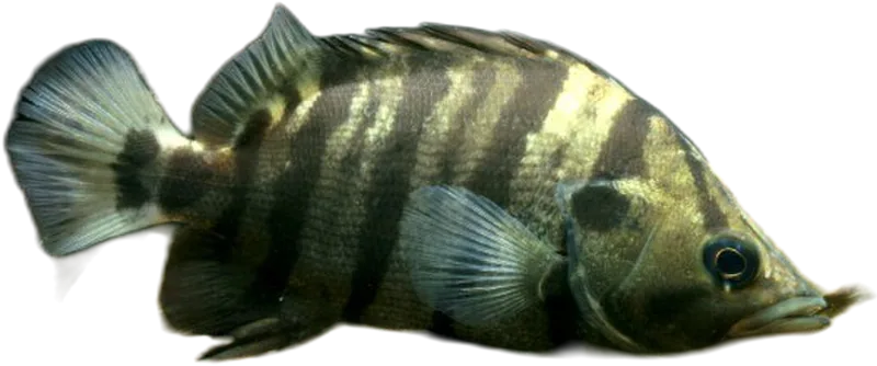 American Tigerfish