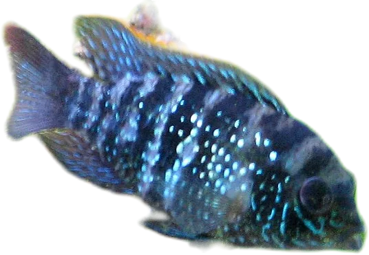 蓝安迪丽鱼 Andinoacara pulcher