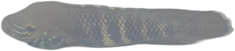 斯氏安迪丽鱼 Andinoacara stalsbergi