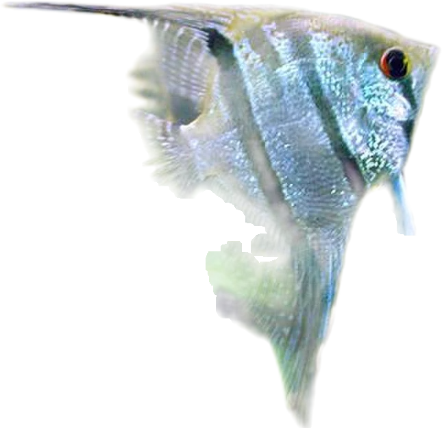 大神仙鱼 Angelfish