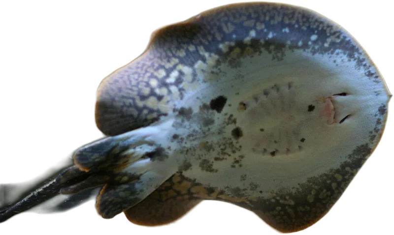Antennae Stingray