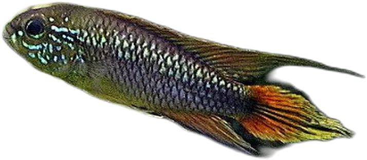 Apistogramma agassizii