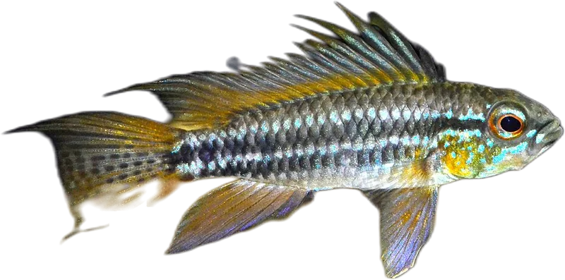 双带隐带丽鱼 Apistogramma bitaeniata
