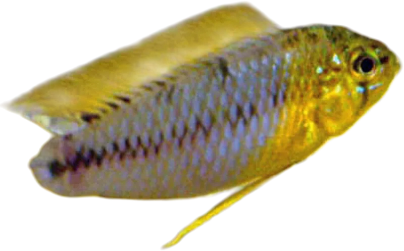 博氏隐带丽鱼 Apistogramma borellii