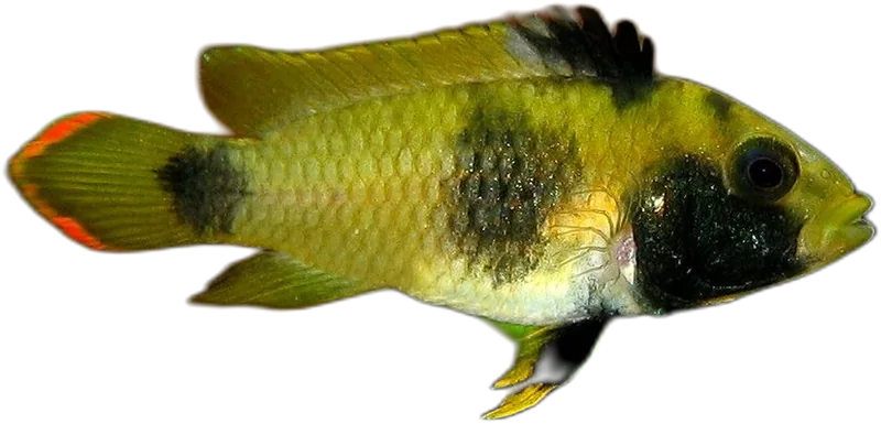 Apistogramma elizabethae