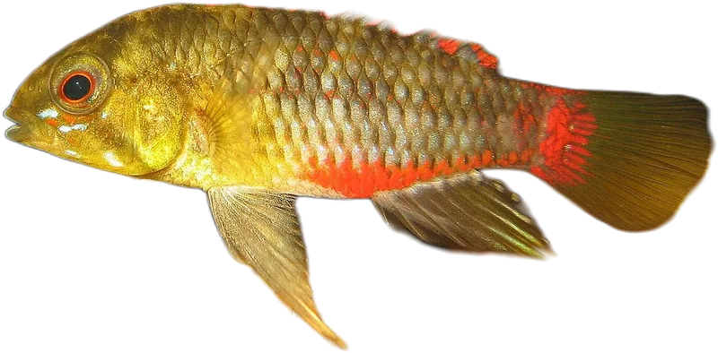 Apistogramma hongsloi