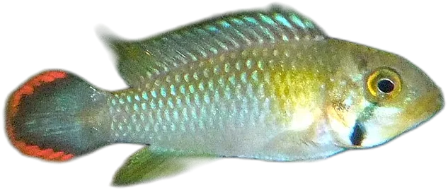 壮身隐带丽鱼 Apistogramma panduro