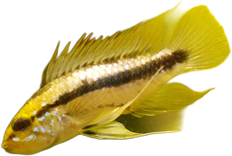 三线隐带丽鱼 Apistogramma trifasciata