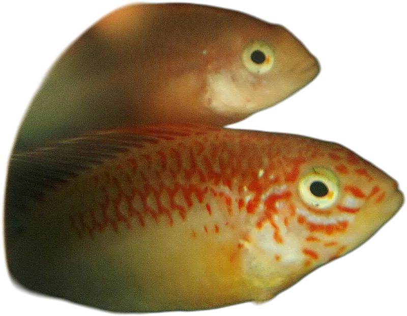 维杰隐带丽鱼 Apistogramma viejita