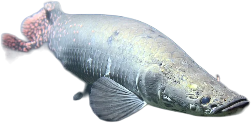 巨骨舌鱼 Arapaima gigas