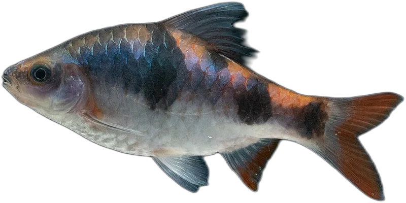 Arulius Barb