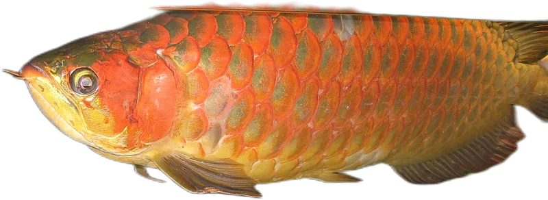 亚洲龙鱼 Asian Arowana