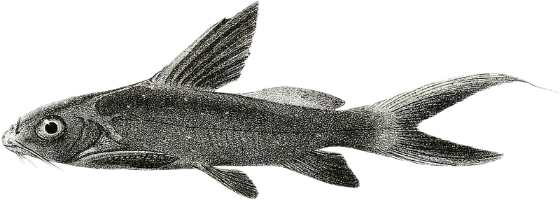 白鳠 Asian Upside Down Catfish