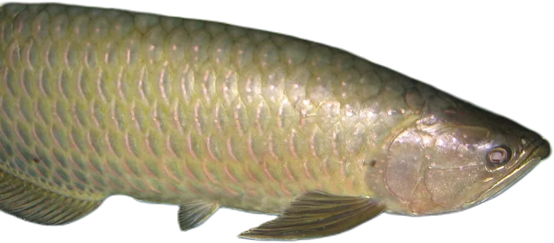 珍珠龙鱼 Australian Pearl Arowana