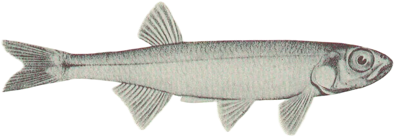 Australian Smelt