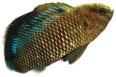 无线棕鲈 Badis Badis