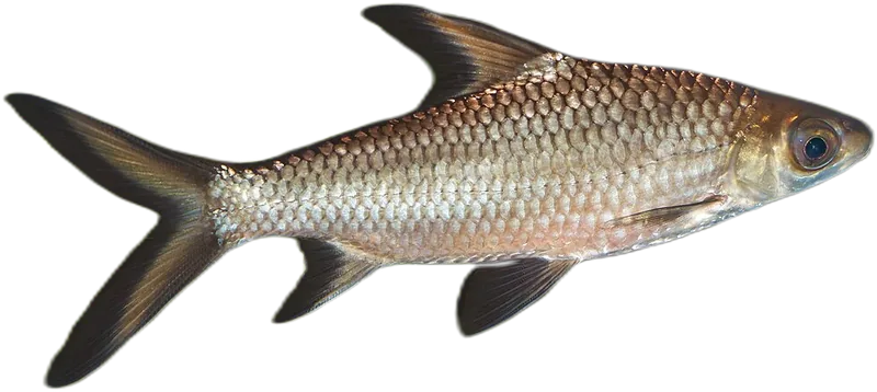 黑鳍袋唇鱼 Bala Shark