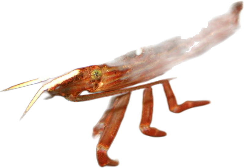 Bamboo Shrimp
